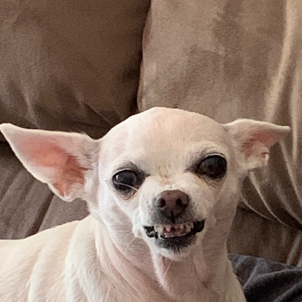 Meet your Posher, Alexa